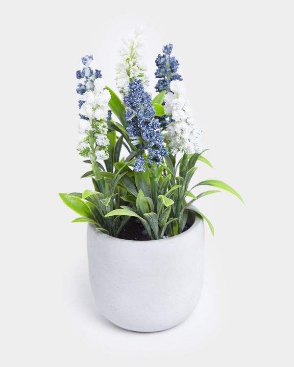 Small Potted Plant