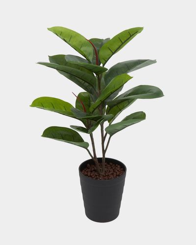 Ficus Bonsai Plant thumbnail