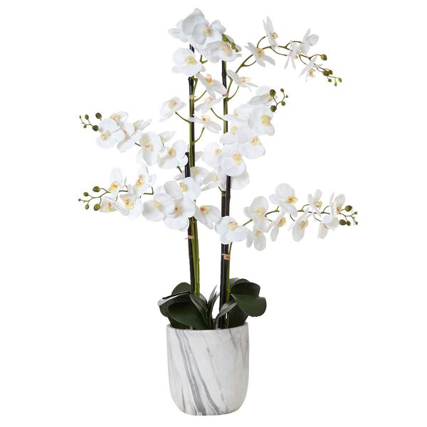 Extra Large Marble Orchid